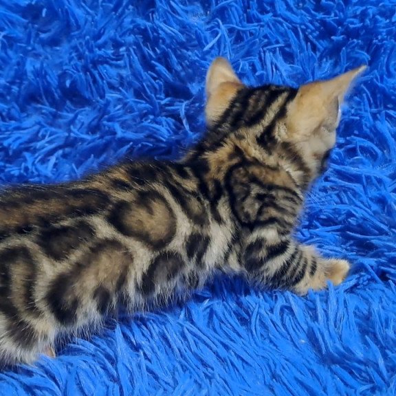 Bengal NOV Kim