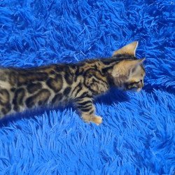 Bengal NOV Kim