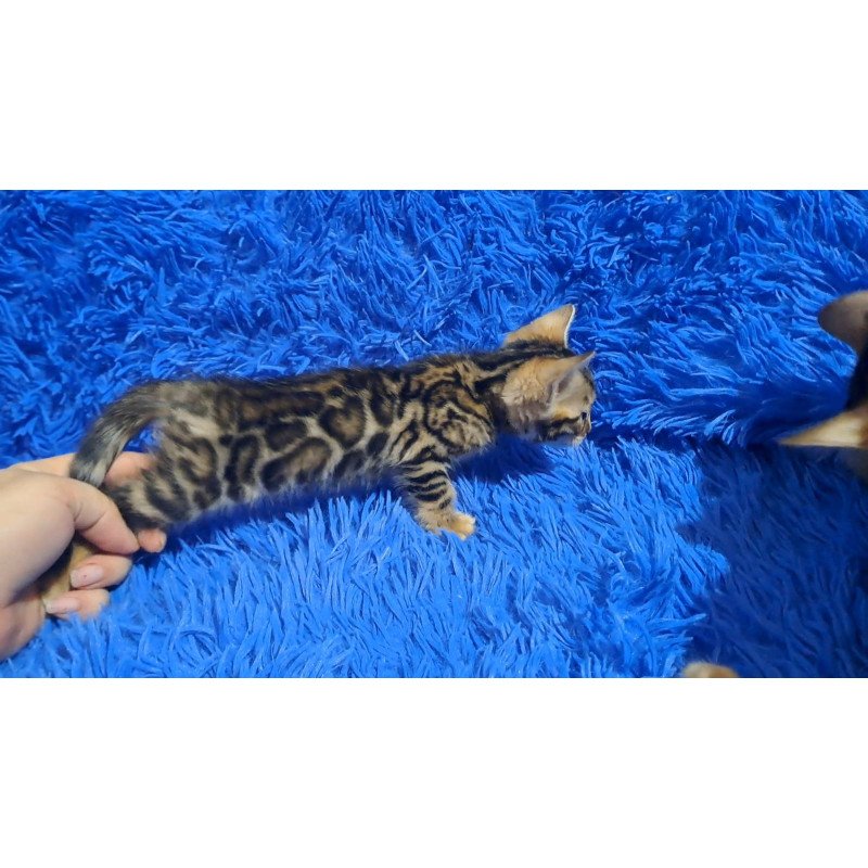 Bengal NOV Kim