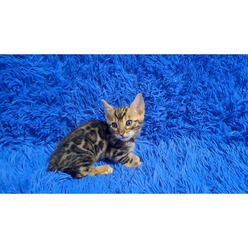 Bengal NOV Kim