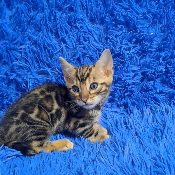 Bengal NOV Kim
