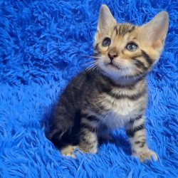 Bengal NOV Kara