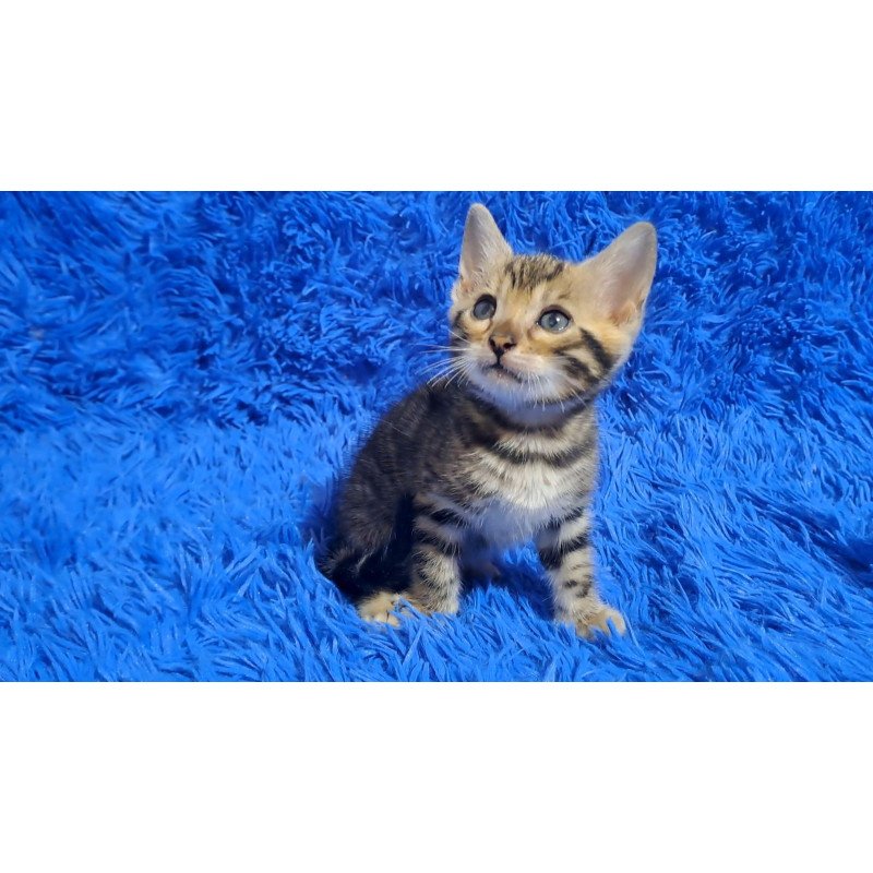 Bengal NOV Kara