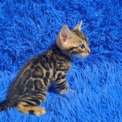 Bengal NOV Kara