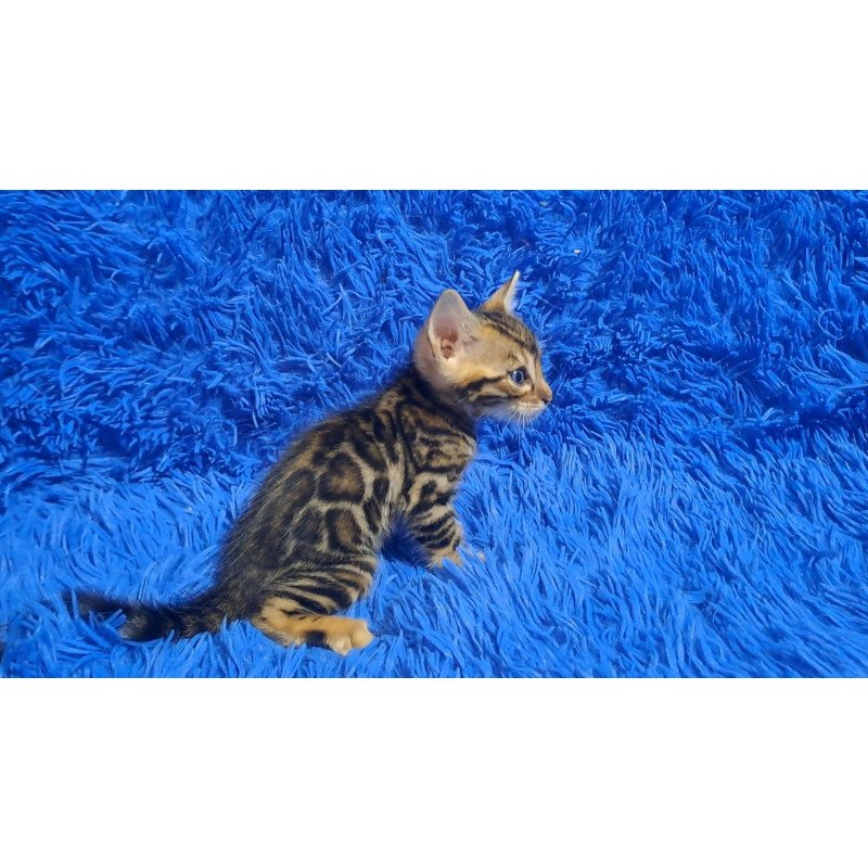 Bengal NOV Kara