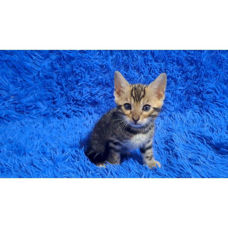 Bengal NOV Kara