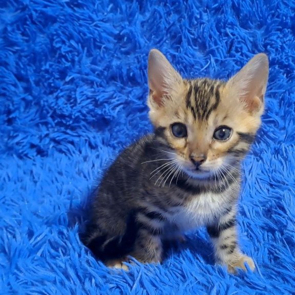 Bengal NOV Kara