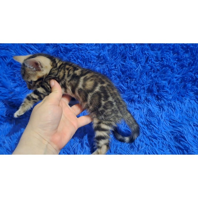 Bengal NOV Kara