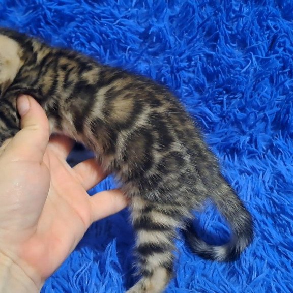 Bengal NOV Kara