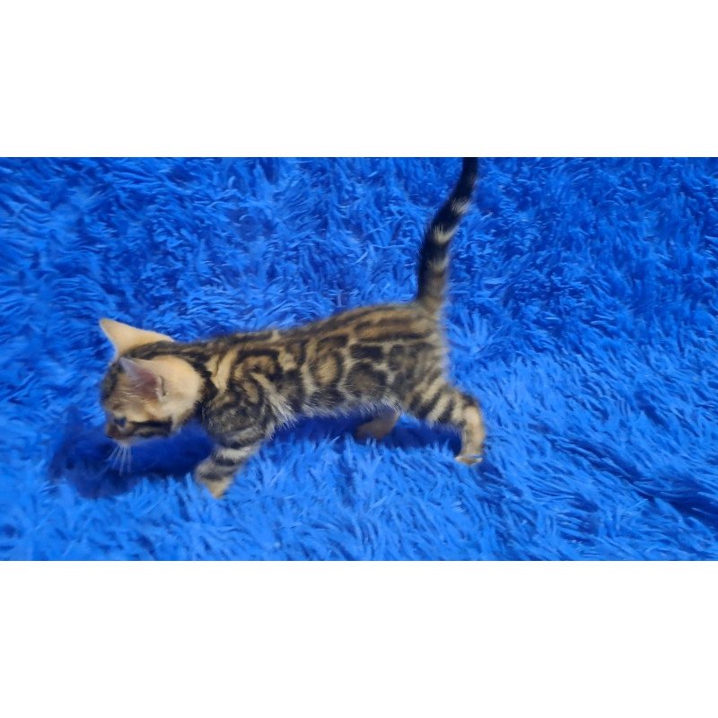 Bengal NOV Kara