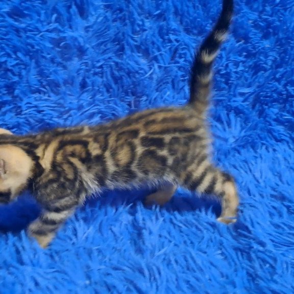 Bengal NOV Kara