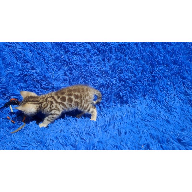Bengal NOV Kiki