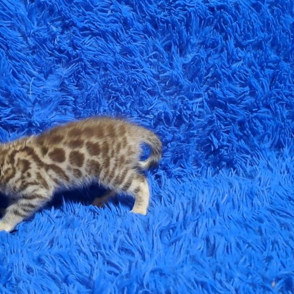 Bengal NOV Kiki