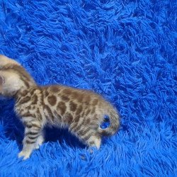 Bengal NOV Kiki