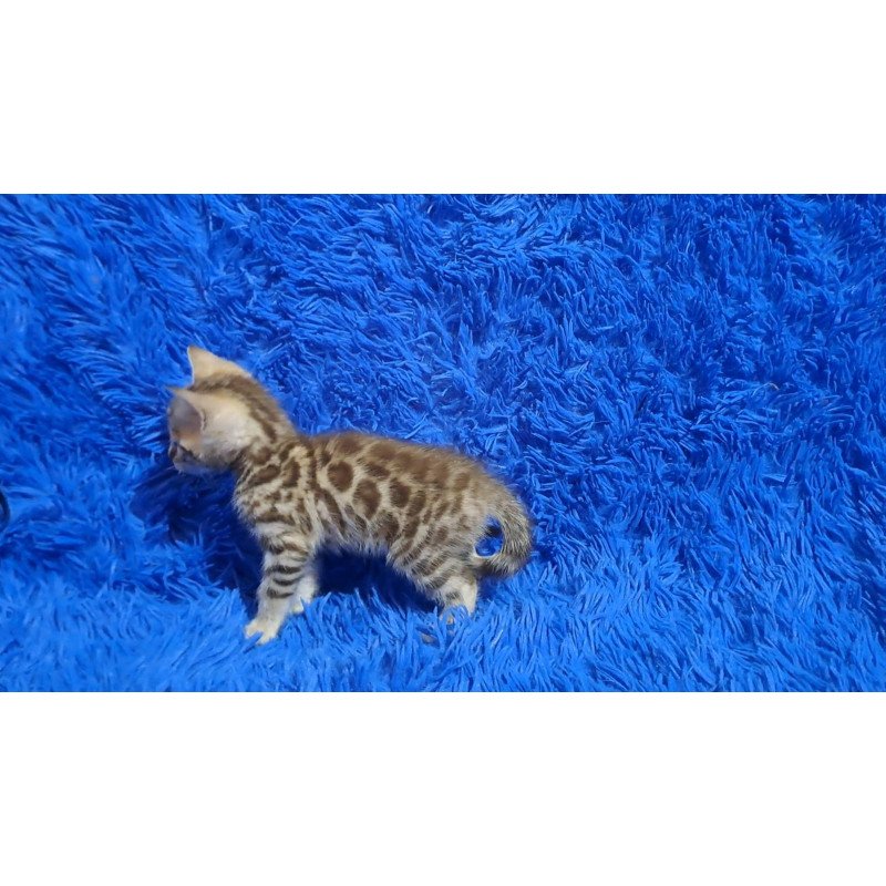 Bengal NOV Kiki