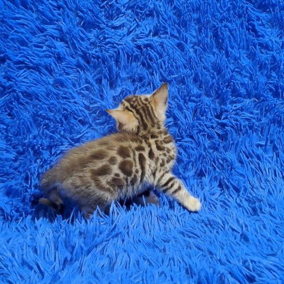Bengal NOV Kiki