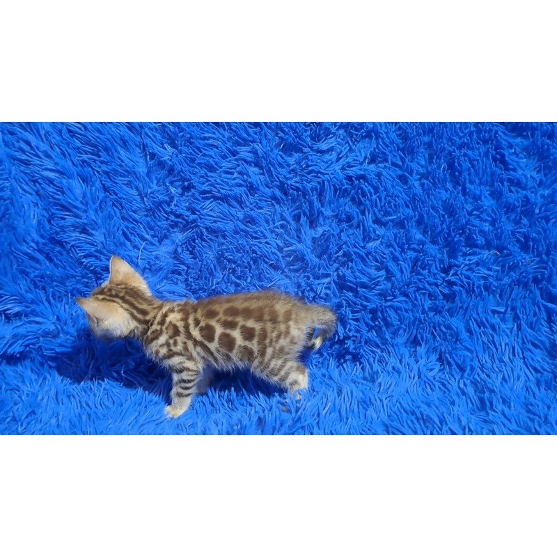 Bengal NOV Kiki
