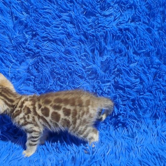 Bengal NOV Kiki