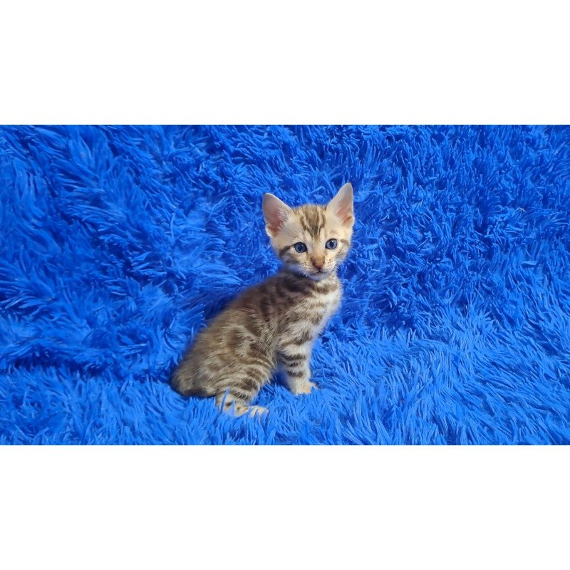 Bengal NOV Kiki