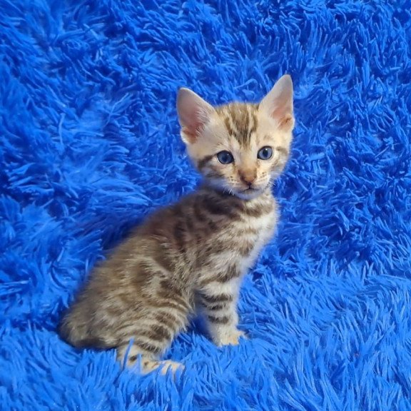 Bengal NOV Kiki