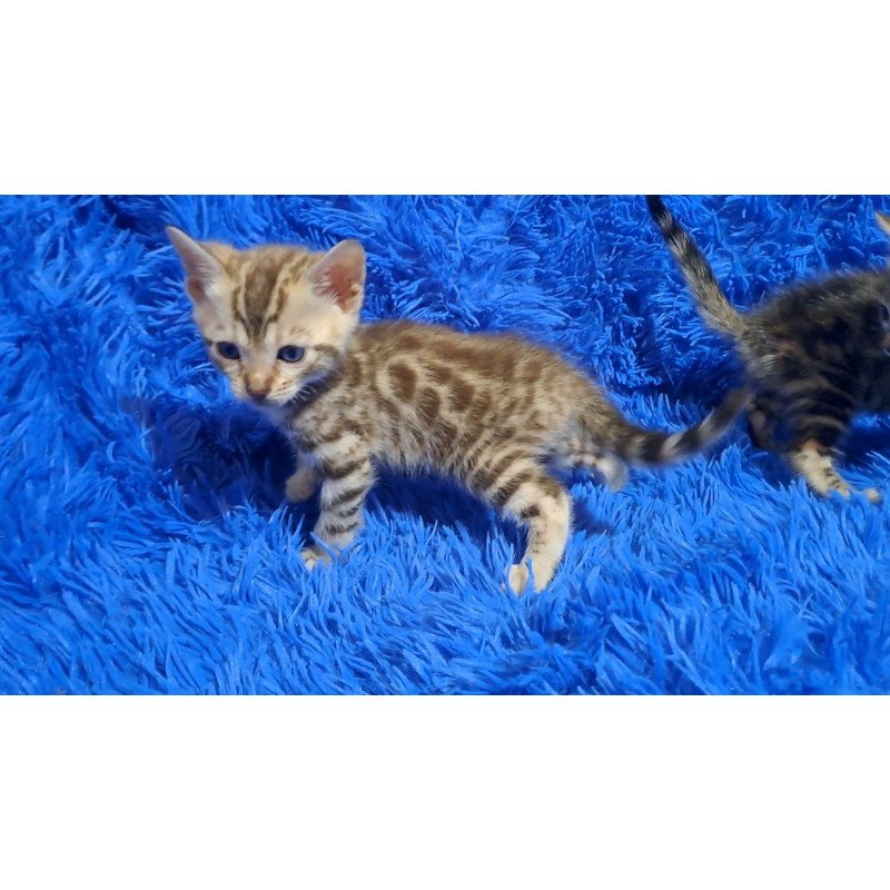 Bengal NOV Kiki