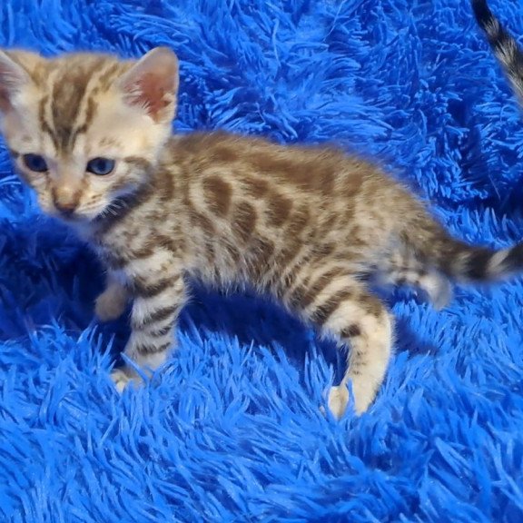Bengal NOV Kiki