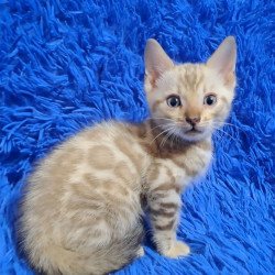 Bengal NOV Kent