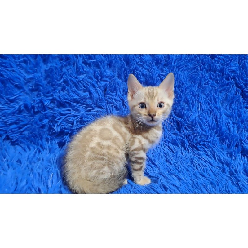 Bengal NOV Kent