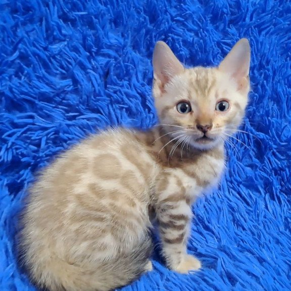 Bengal NOV Kent