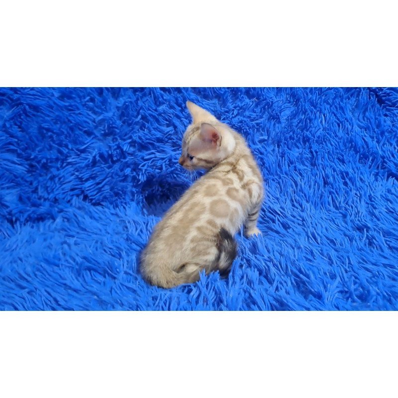 Bengal NOV Kent