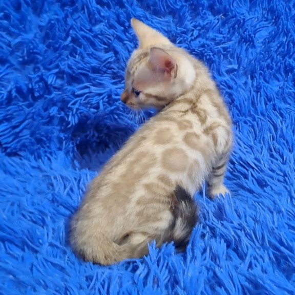 Bengal NOV Kent