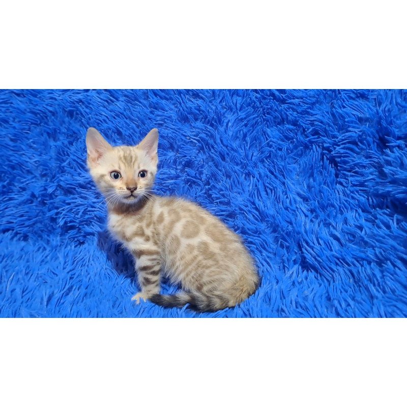 Bengal NOV Kent