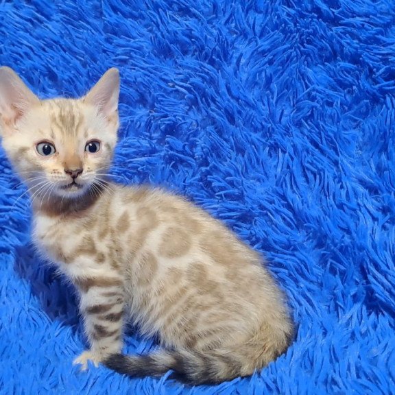 Bengal NOV Kent