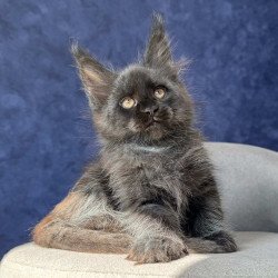 Maine Coon NOV Azari