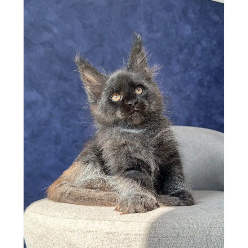 Maine Coon NOV Azari