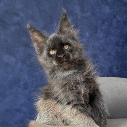 Maine Coon NOV Azari