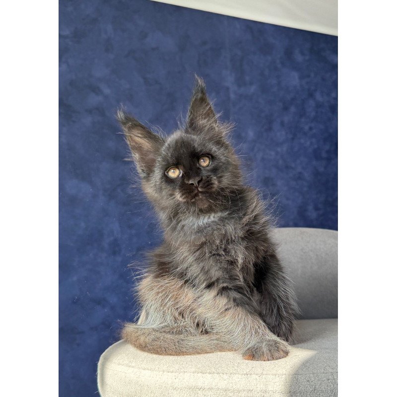 Maine Coon NOV Azari
