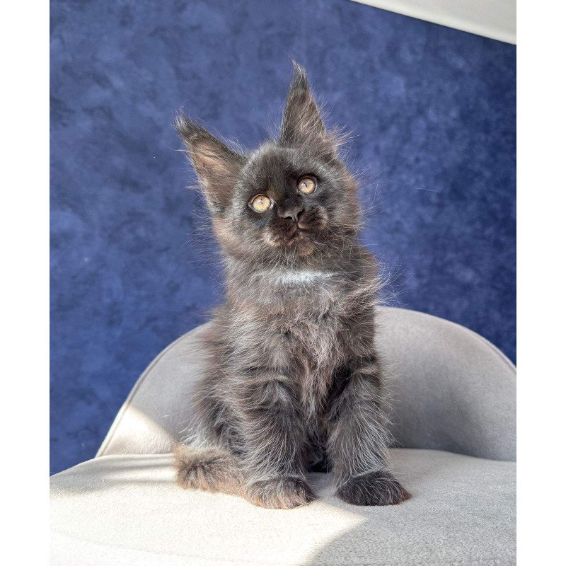 Maine Coon NOV Azari