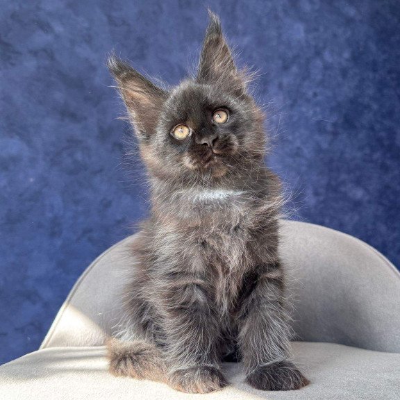 Maine Coon NOV Azari