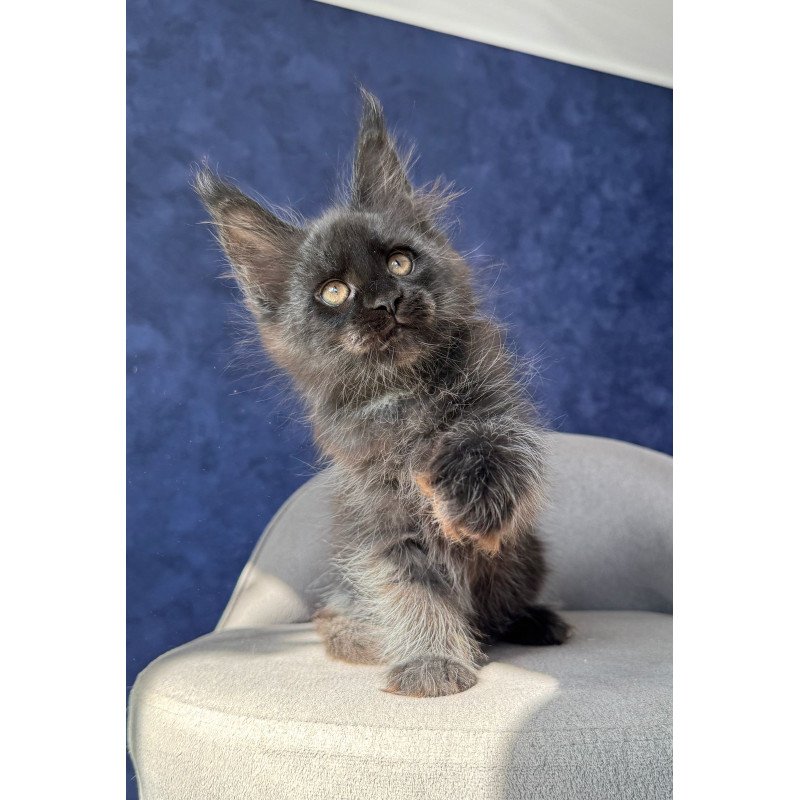 Maine Coon NOV Azari