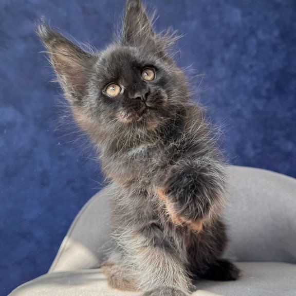 Maine Coon NOV Azari