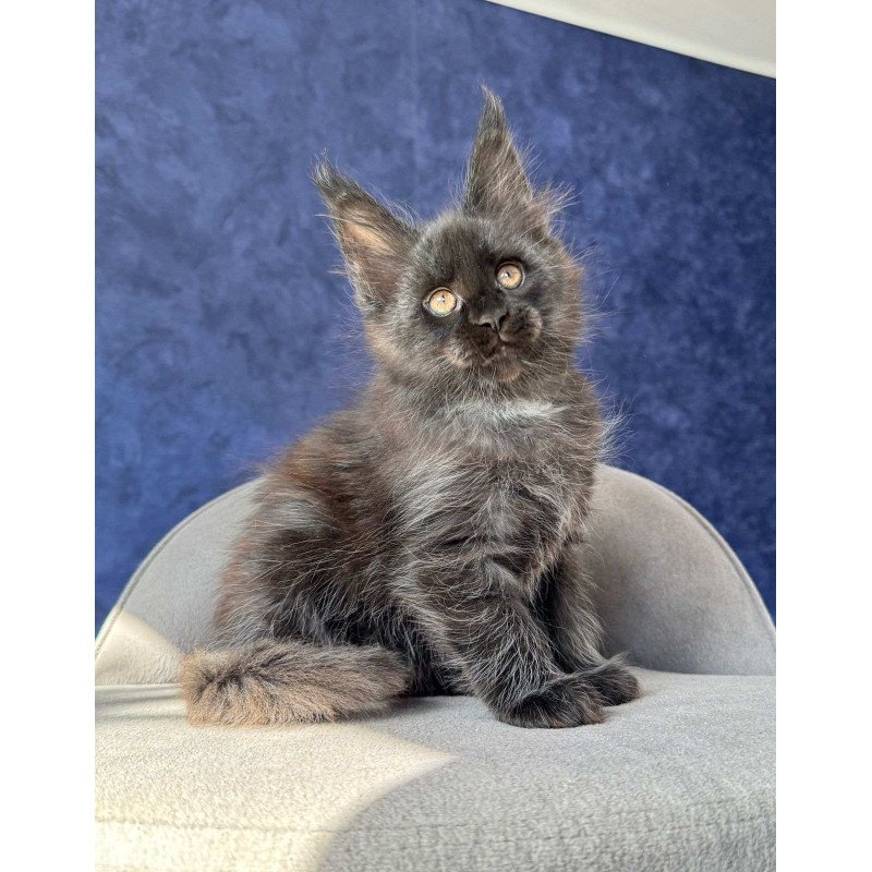 Maine Coon NOV Azari