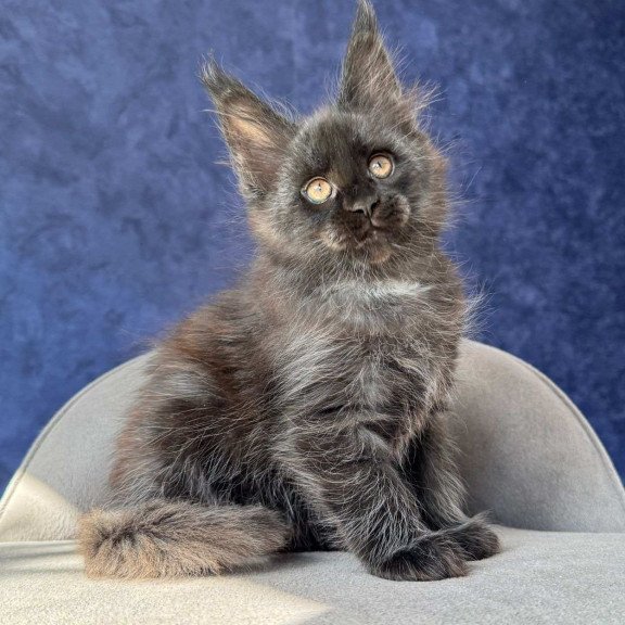 Maine Coon NOV Azari
