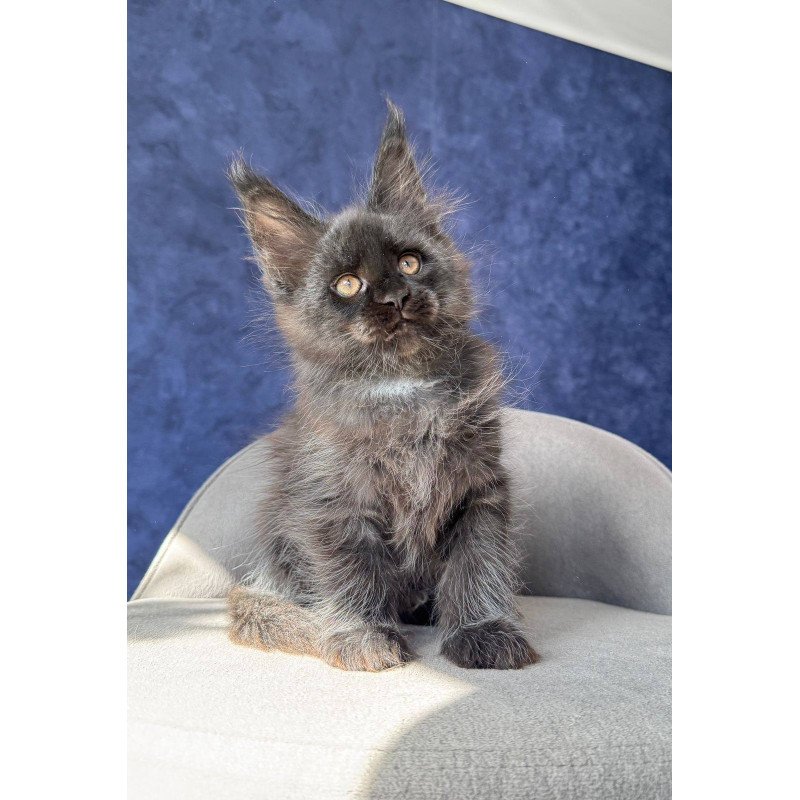 Maine Coon NOV Azari