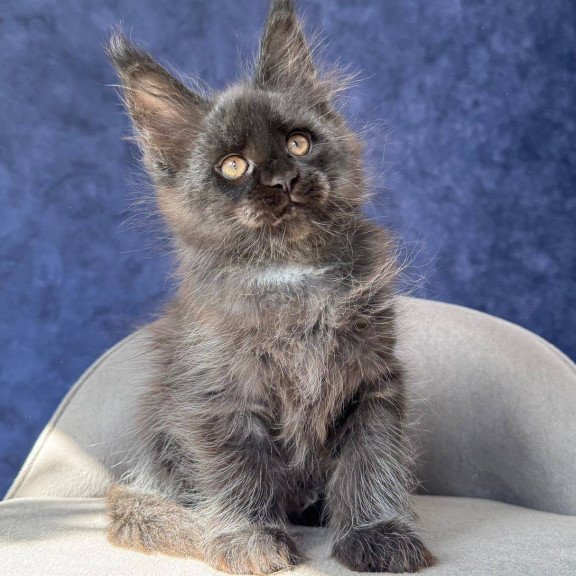Maine Coon NOV Azari