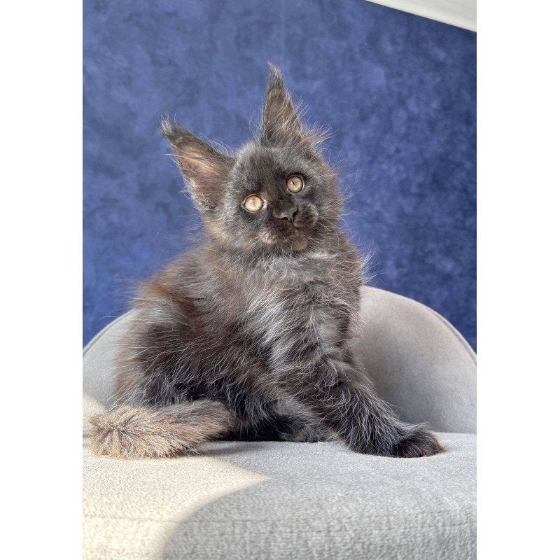 Maine Coon NOV Azari