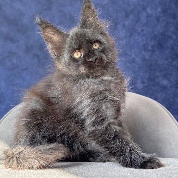 Maine Coon NOV Azari
