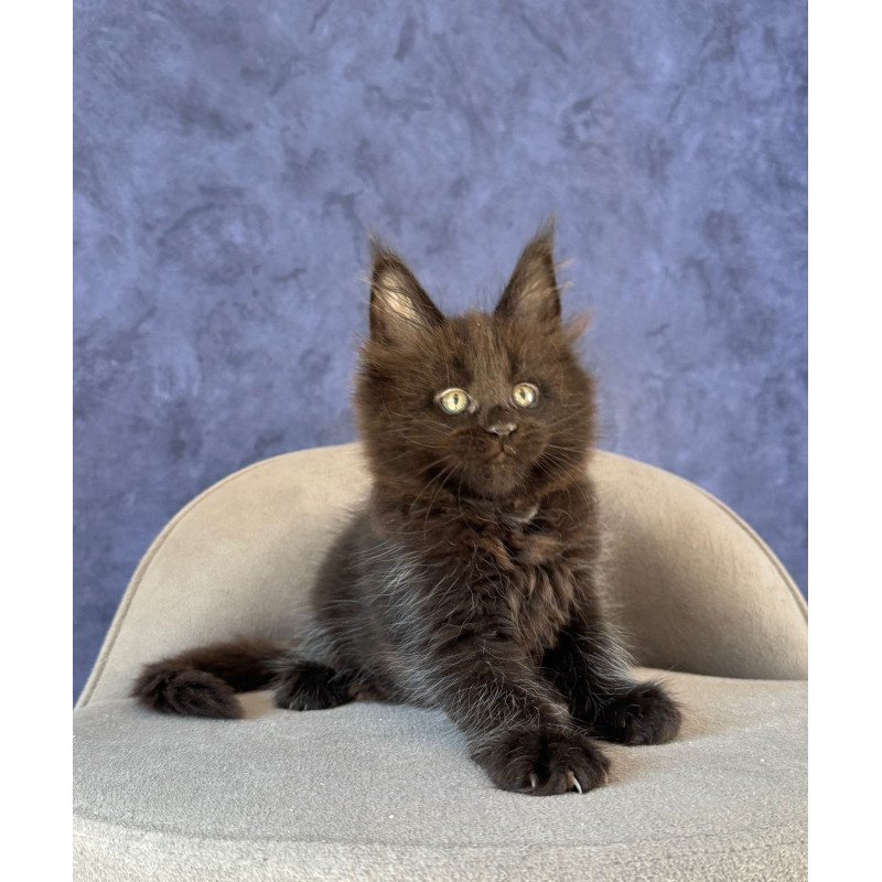 Maine Coon NOV Adis