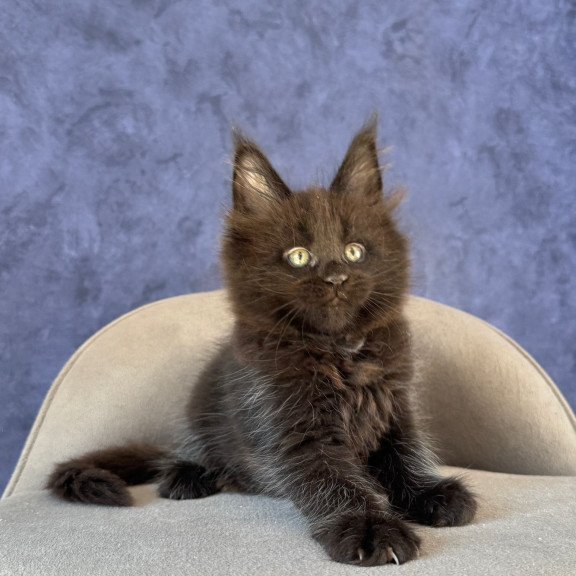 Maine Coon NOV Adis