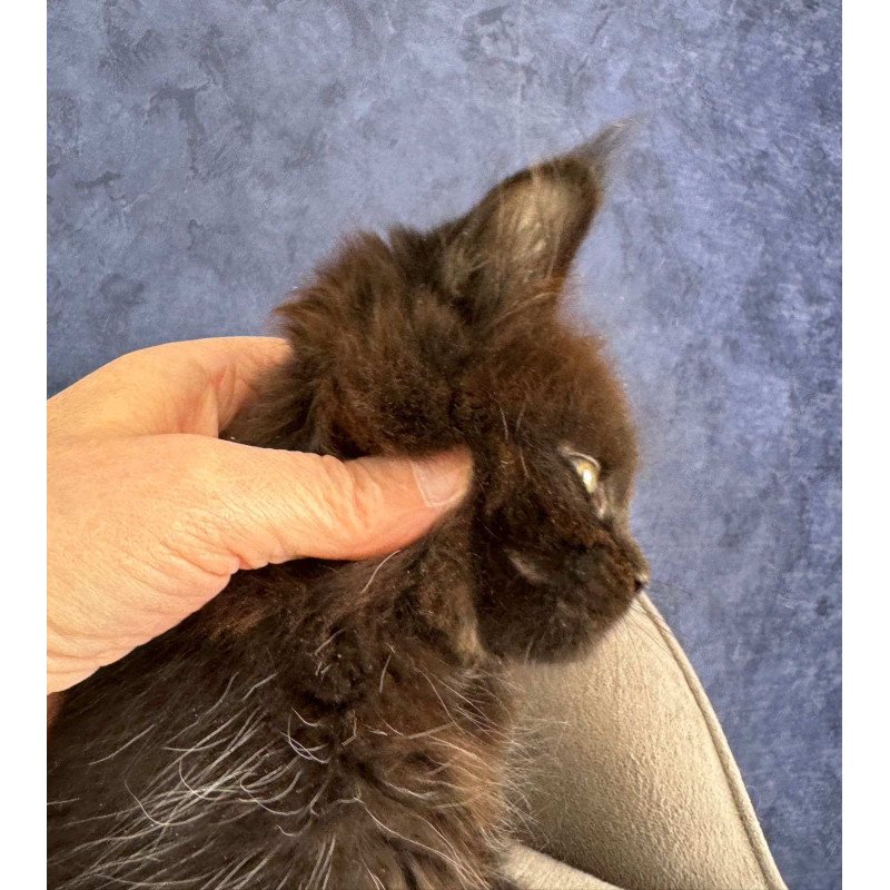 Maine Coon NOV Adis
